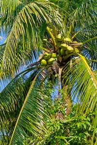 椰子棕榈树的顶部