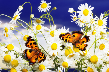 两只蝴蝶宏图片