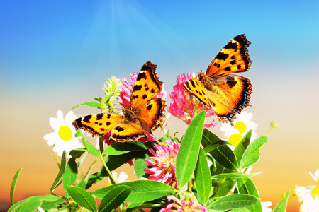 两只蝴蝶在花上图片