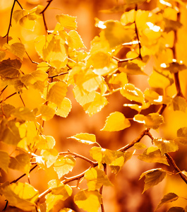 黄色的树叶，浅层焦点