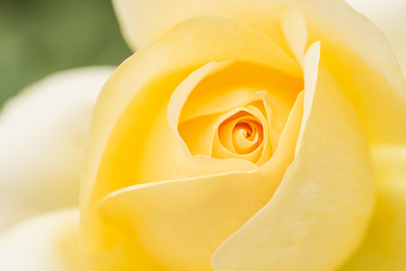 黄玫瑰花园里的特写