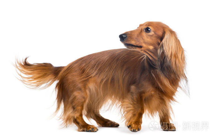 腊肠狗,4 岁,回头看看白色背景