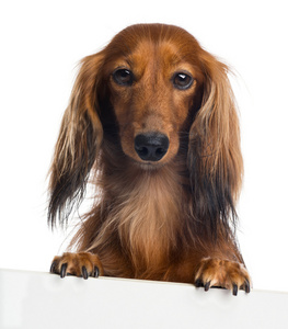 腊肠狗，4 岁，靠在白板上，看着相机白色背景