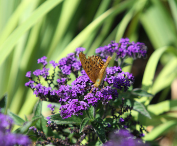 蝴蝶在花园里