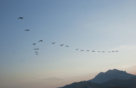一群天鹅飞过山