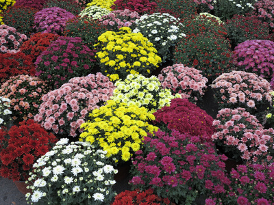 多彩花园鲜花的花盆