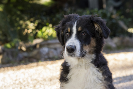 小狗伯尔尼山犬