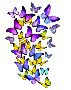 粉色蝴蝶飞,孤立在白色背景蝴蝶套帝王蝶出生蝶のライフ サイクル蝴蝶