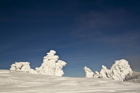 在山山顶的雪下冰树雕塑