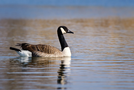 加拿大鹅Branta canadensis