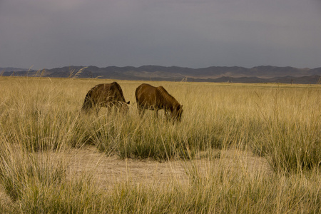 蒙古戈壁沙漠