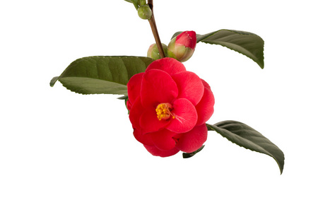 怎么画山茶花图片-怎么画山茶花素材-怎么画山茶花插画-摄图新视界