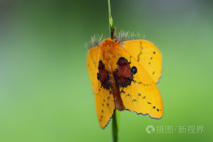 黄色的大飞蛾jpg