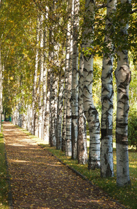 白桦树在秋天颜色的大道