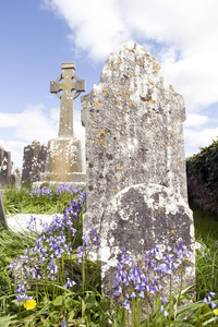 老古爱尔兰凯尔特人墓地与风信子
