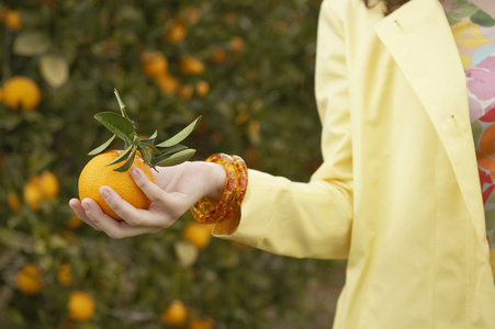 刚摘下的杏子女人的手拿着刚摘下的橙色照片