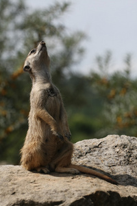 沼狸或海岛猫鼬 suricata suricatta 站岗，南非