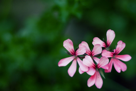 花卉