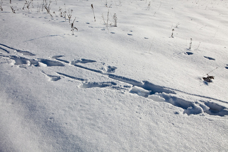 在雪上的痕迹