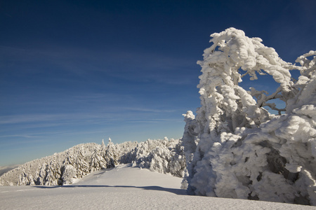 在山山顶的雪下冰树雕塑图片