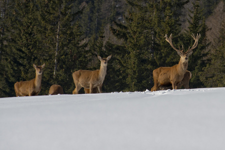 鹿科动物中雪和森林背景