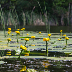 湖上的特写黄色百合花
