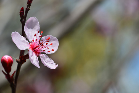 日本梅朵美丽的花