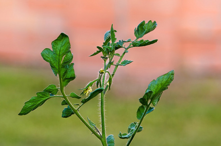 番茄栽花