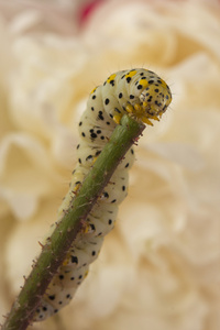 帕默蠕虫卡特彼勒在白花背景图片