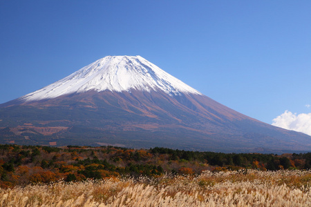 富士山与日本银草