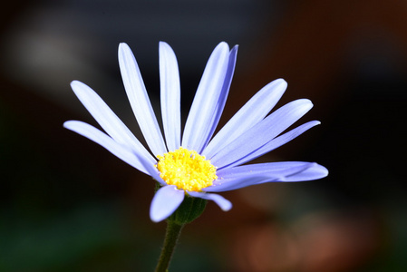 蓝色雏菊花图片