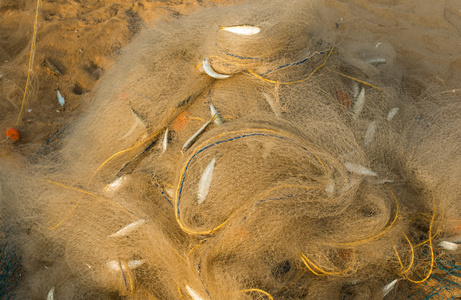 果冻鱼在沙滩上图片