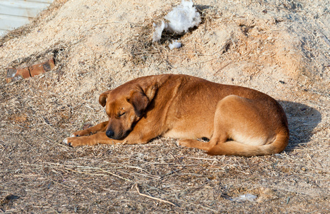 睡在地上的大棕色的流浪狗