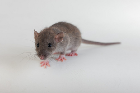 一只小老鼠的肖像