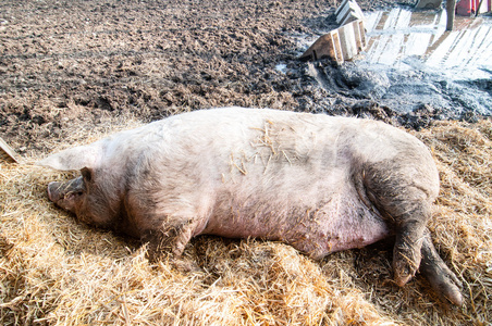 睡猪在农场