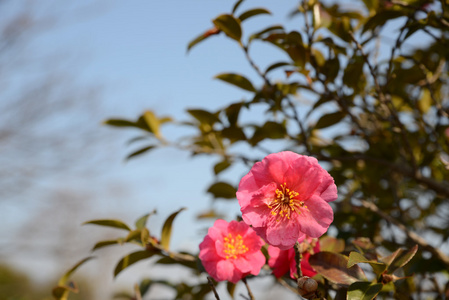 花儿盛开油茶图片