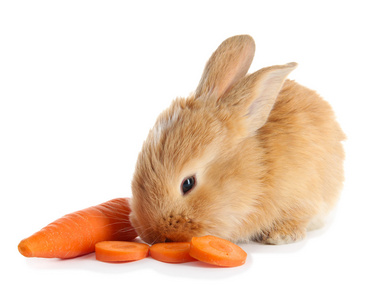 蓬松狐狸兔子与胡萝卜上白色隔离