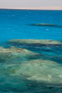 珊瑚礁红海埃及海景