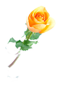 美丽的橙色玫瑰孤立上白色图片
