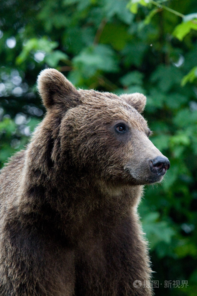 在森林里的野熊