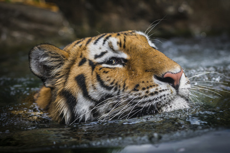 老虎游泳老虎在水中游泳照片
