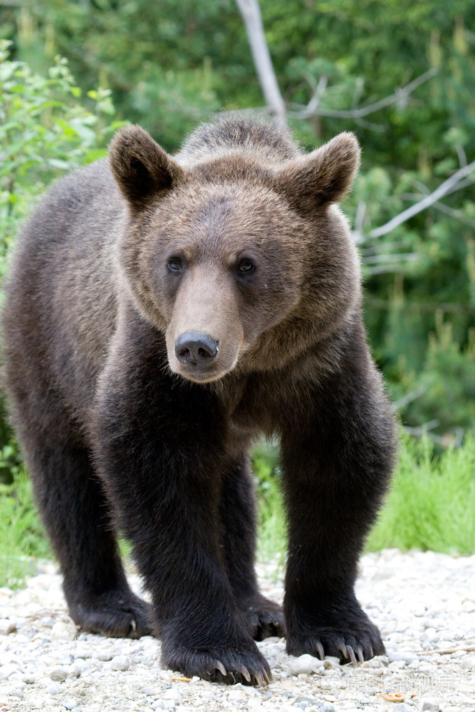 在森林里的野熊照片-正版商用图片1brygr-摄图新视界