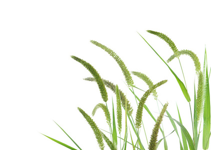 狗尾草图片-狗尾草素材-狗尾草插画-摄图新视界