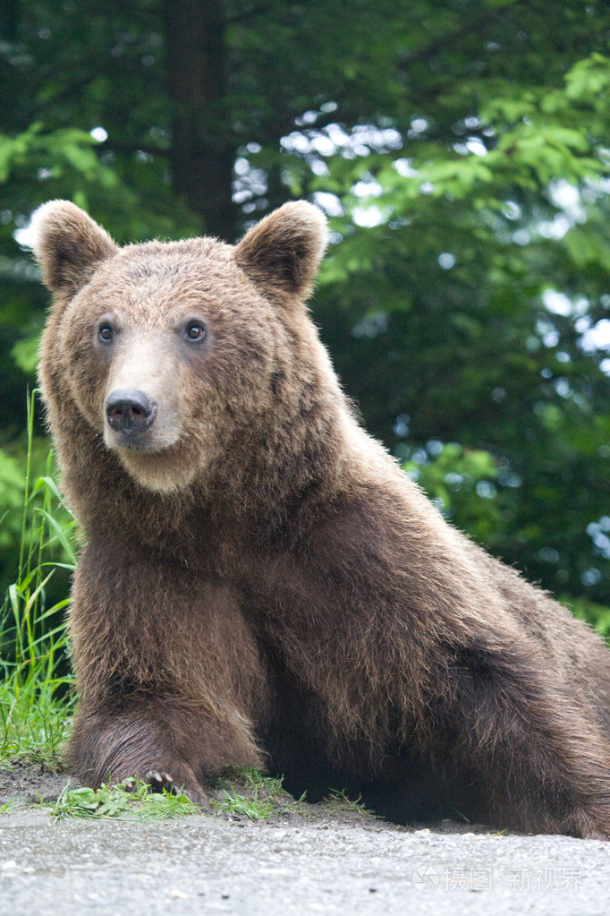 在森林里的野熊