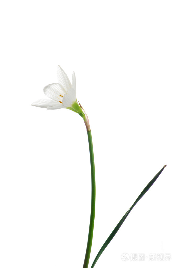 纯白色兰花