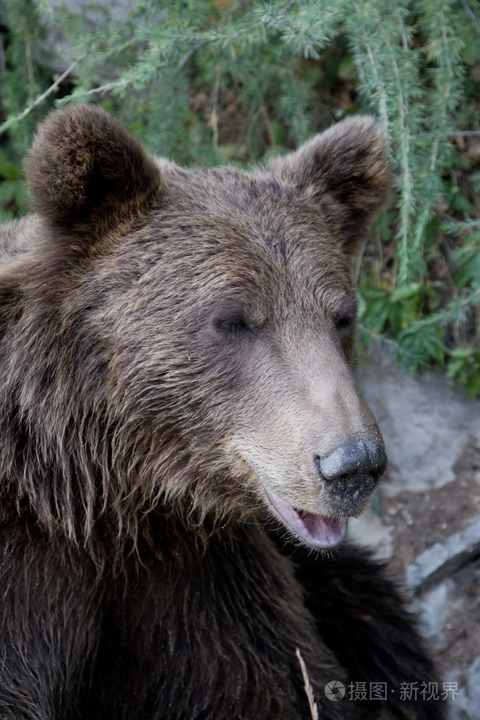 在森林里的野熊