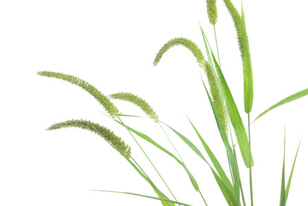 狗尾草图片-狗尾草素材-狗尾草插画-摄图新视界