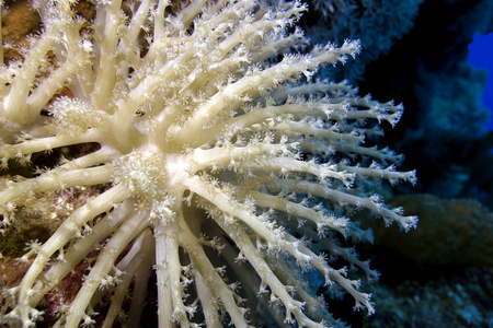 珊瑚礁与美丽白色软珊瑚底部的热带海