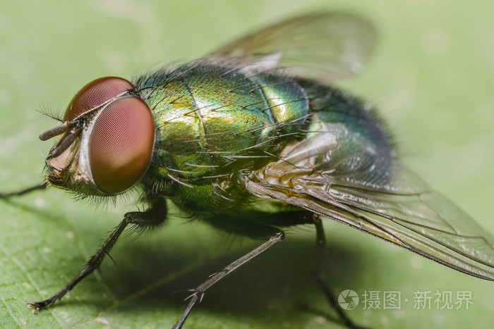 绿色家蝇照片-正版商用图片1bs49s-摄图新视界