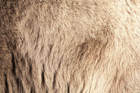 黑白图案家庭装饰海报与动物两种颜色背景下有毛心的玩具熊带状毛熊